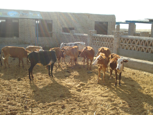 Dairy cows being raised at a CRAA farm, to be given to families who need the milk and cheese.